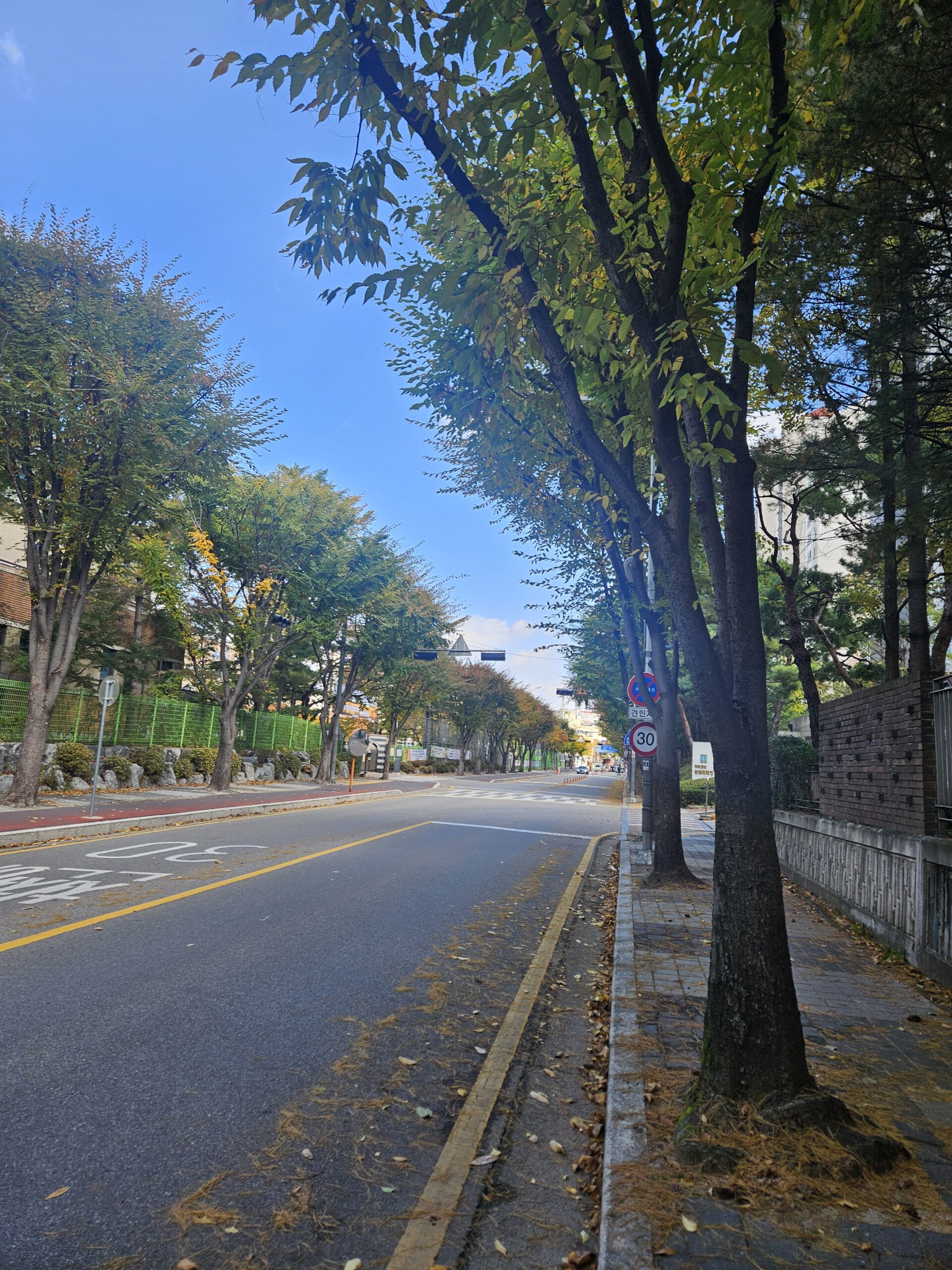 가로수 낙엽이 떨어진 풍경